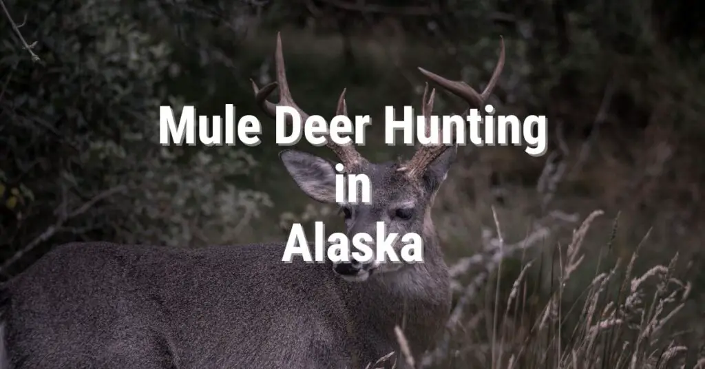Mule Deer Hunting in Alaska: An Ultimate Guide for 2023
