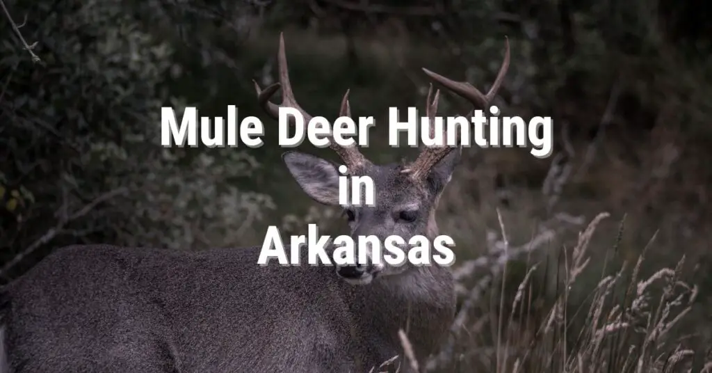 Mule Deer Hunting in Arkansas An Ultimate Guide for 2024 [Updated