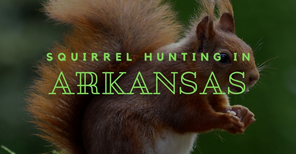 An Ultimate Guide to Squirrel Hunting in Arkansas HuntingBible