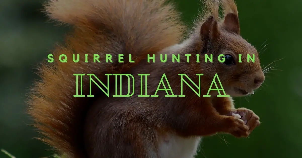 An Ultimate Guide to Squirrel Hunting in Indiana 2024 [Updated
