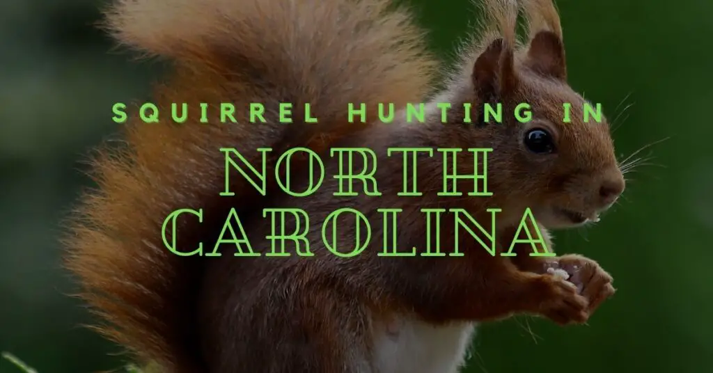 An Ultimate Guide to Squirrel Hunting in North Carolina HuntingBible