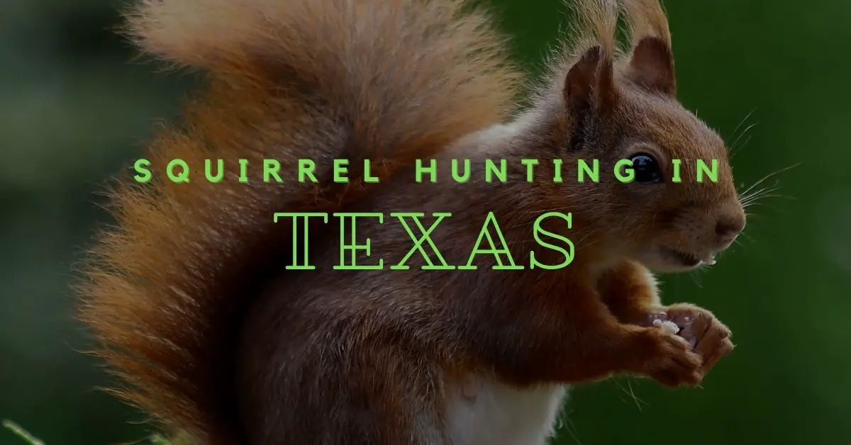 An Ultimate Guide to Squirrel Hunting in Texas HuntingBible