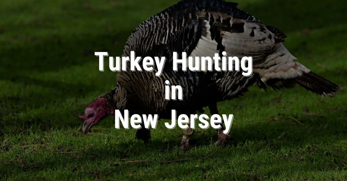 An Ultimate Guide to Turkey Hunting in New Jersey HuntingBible